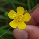 Ranunculus bulbosus  L.Ranunculus bulbosus  L.