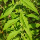 Lycopus europaeus L.Lycopus europaeus L.