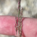 Agrostis canina L.Agrostis canina L.