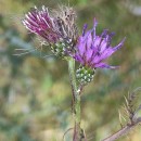 Cirsium palustre (L.) Coss. ex Scop.Cirsium palustre (L.) Coss. ex Scop.