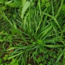 Anthoxanthum amarum Brot.Anthoxanthum amarum Brot.