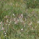 Eriophorum angustifolium Honck.Eriophorum angustifolium Honck.