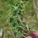 Carduus asturicus FrancoCarduus asturicus Franco