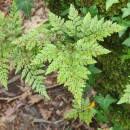 Davallia canariensis (L.) Sm.Davallia canariensis (L.) Sm.