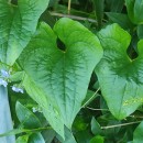 Dioscorea communis (L.) Caddick & WilkinDioscorea communis (L.) Caddick & Wilkin