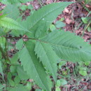 Bidens frondosa L.Bidens frondosa L.