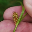 Carex binervis Sm.Carex binervis Sm.