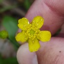 Ranunculus flammula L.Ranunculus flammula L.