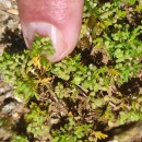 Lepidium didymum L.Lepidium didymum L.