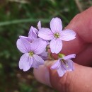 Cardamine pratensis  L.Cardamine pratensis  L.