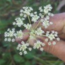 Silphiodaucus prutenicus (L.) Spalik, Wojew., Banasiak, Piwczyñski & Reduron subsp. dufourianus (Rouy & E.G.Camus) ReduronSilphiodaucus prutenicus (L.) Spalik, Wojew., Banasiak, Piwczyñski & Reduron subsp. dufourianus (Rouy & E.G.Camus) Reduron