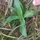 Arnica montana L. subsp. atlantica A. BolòsArnica montana L. subsp. atlantica A. Bolòs