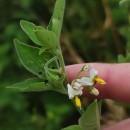 Solanum chenopodioides Lam.Solanum chenopodioides Lam.