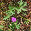 Geranium dissectum L.Geranium dissectum L.