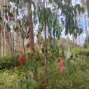 Eucalyptus obliqua L'Hér.Eucalyptus obliqua L'Hér.