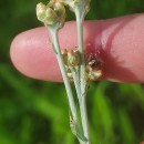 Helichrysum luteoalbum (L.) Rchb.Helichrysum luteoalbum (L.) Rchb.