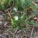 Ornithogalum broteroi M. LaínzOrnithogalum broteroi M. Laínz