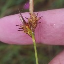 Carex durieui Steud. ex KunzeCarex durieui Steud. ex Kunze