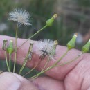 Senecio sylvaticus L.Senecio sylvaticus L.