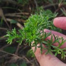 Artemisia crithmifolia L.Artemisia crithmifolia L.