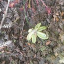 Pinguicula lusitanica L.Pinguicula lusitanica L.
