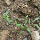 Persicaria maculosa GrayPersicaria maculosa Gray
