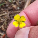 Potentilla erecta (L.) Raeusch.Potentilla erecta (L.) Raeusch.