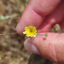 Tolpis umbellata Bertol.Tolpis umbellata Bertol.