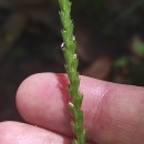 Cynosurus cristatus L.Cynosurus cristatus L.