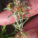 Gnaphalium uliginosum L.Gnaphalium uliginosum L.