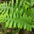 Polypodium interjectum ShivasPolypodium interjectum Shivas