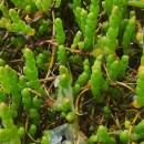 Sarcocornia perennis (Mill.) A.J. Scott subsp. perennisSarcocornia perennis (Mill.) A.J. Scott subsp. perennis
