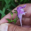 Linaria triornithophora (L.) Willd.Linaria triornithophora (L.) Willd.