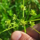 Cyperus eragrostis Lam.Cyperus eragrostis Lam.