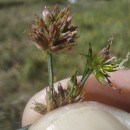 Juncus acutiflorus Ehrh. ex Hoffm.Juncus acutiflorus Ehrh. ex Hoffm.