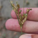 Juncus tenuis Willd.Juncus tenuis Willd.