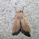 Mythimna unipuncta (Haworth, 1809)Mythimna unipuncta (Haworth, 1809)