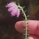 Erica tetralix L.Erica tetralix L.