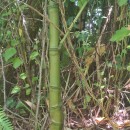 Phyllostachys reticulata (Rupr.) K.KochPhyllostachys reticulata (Rupr.) K.Koch