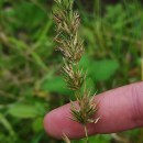 Anthoxanthum amarum Brot.Anthoxanthum amarum Brot.