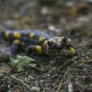 Salamandra salamandra (Linnaeus, 1758)Salamandra salamandra (Linnaeus, 1758)