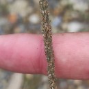 Sporobolus indicus (L.) R. Br.Sporobolus indicus (L.) R. Br.