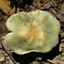 Russula virescens (Schaeff.) Fr. 1836Russula virescens (Schaeff.) Fr. 1836