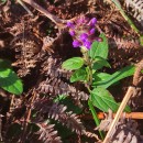 Prunella vulgaris L.Prunella vulgaris L.