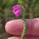 Erica tetralix L.Erica tetralix L.