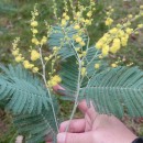 Acacia dealbata LinkAcacia dealbata Link