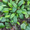 Omphalodes nitida Hoffmanns. & LinkOmphalodes nitida Hoffmanns. & Link