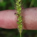 Setaria parviflora (Poir.) KerguélenSetaria parviflora (Poir.) Kerguélen