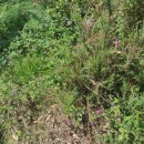 Genista berberidea LangeGenista berberidea Lange