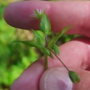 Stellaria media (L.) Vill.Stellaria media (L.) Vill.